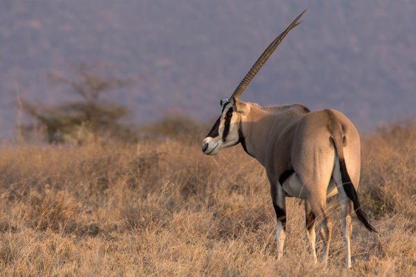 Samburu Special 5 Samburu Special 5