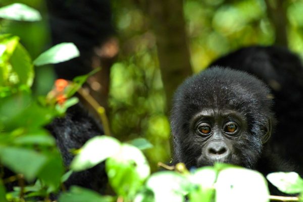 Uganda and Rwanda Gorillas, Chimps & Game Uganda and Rwanda Gorillas, Chimps & Game