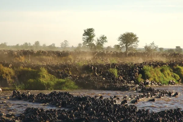 Wildebeest Migration Serengeti