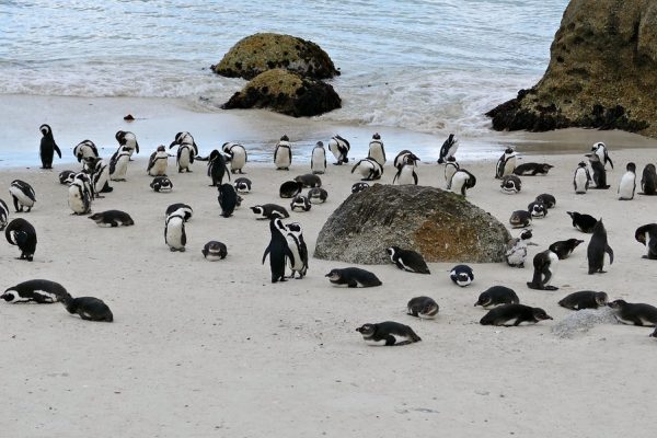South Africa and Seychelles honeymoon