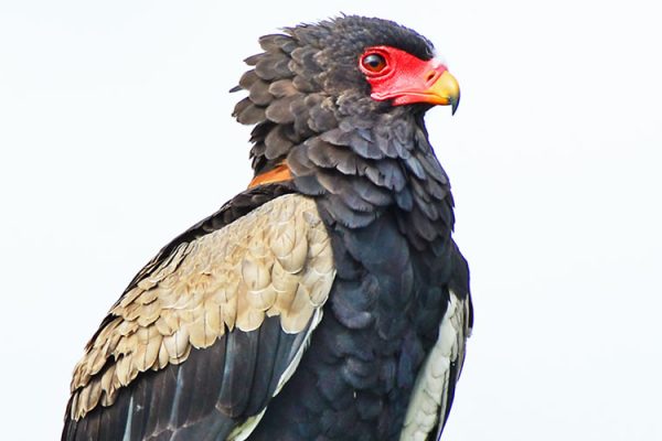 10 Days Uganda Birding