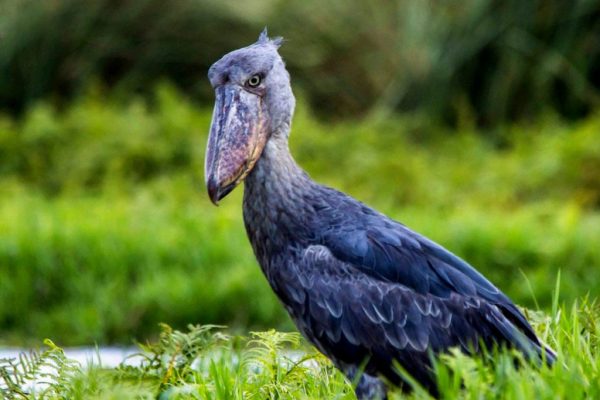 12 Days Birding in Uganda