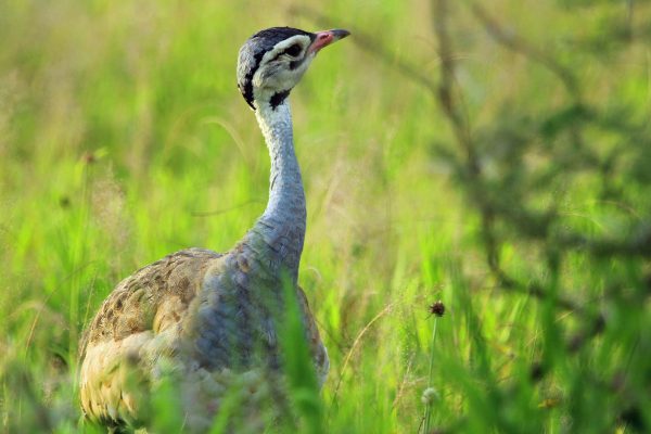 14 Days Uganda Birding