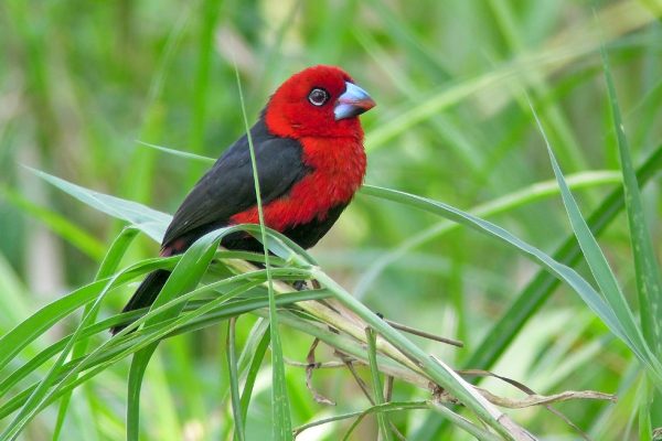 15 Days Uganda Birding Tour