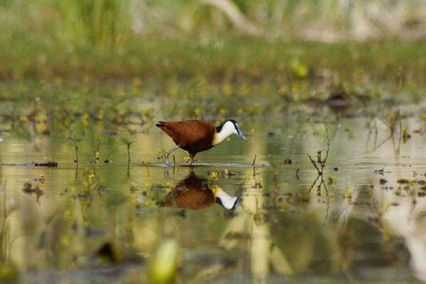 19 day Uganda Birding Tour