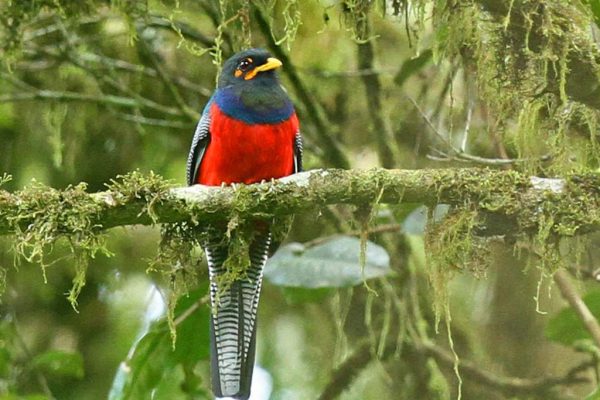 2 Weeks Bird watching in Uganda