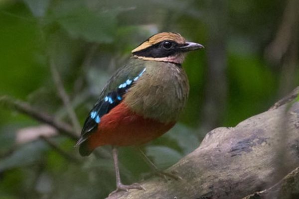 2 Weeks Birding in Uganda