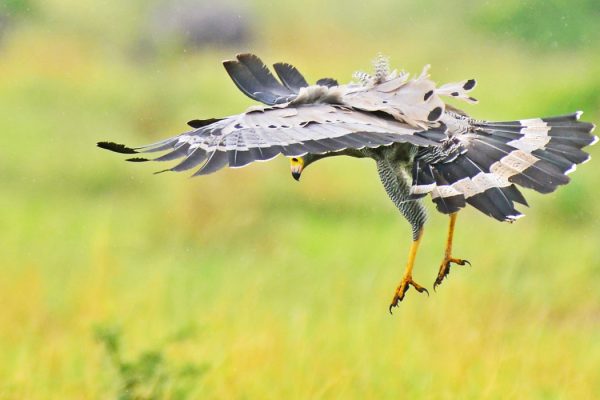 20 Days Uganda Birding