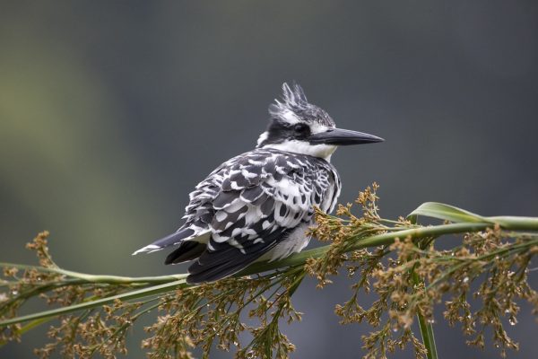 23 Days Western Uganda Birding