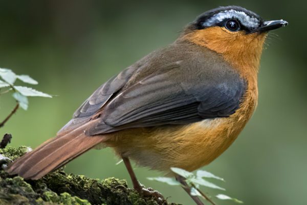 30 Days Uganda birding