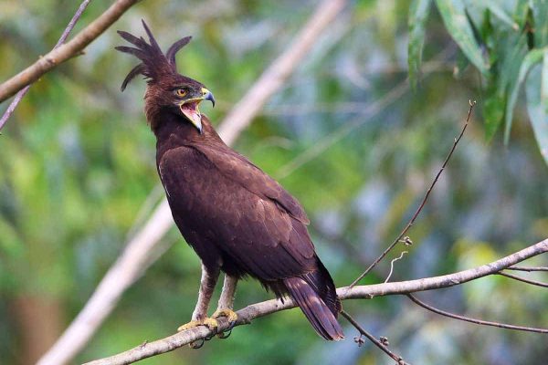 30-day birding trip to Uganda