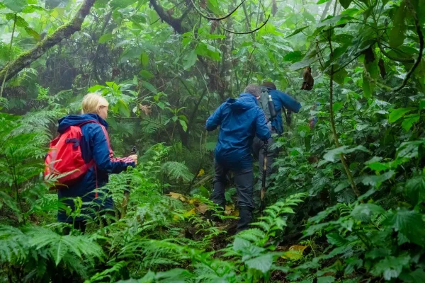5 Day Rwanda Gorilla Trekking