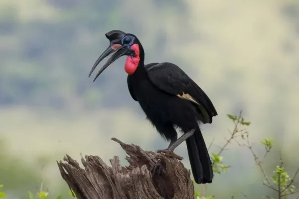Abyssinian ground hornbill (Bucorvus abyssinicus)