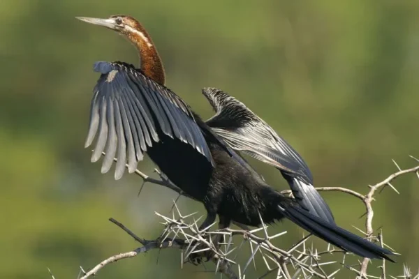 African darter (Anhinga rufa)