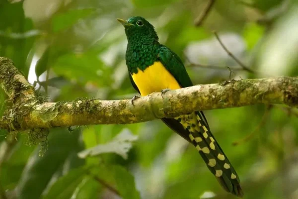 African emerald cuckoo (Chrysococcyx cupreus):