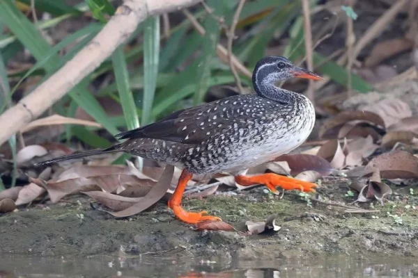 African finfoot (Podica senegalensis)