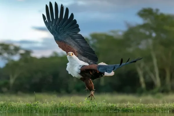 African fish eagle (Haliaeetus vocifer)