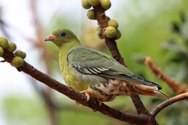 African green pigeon (Treron calva)