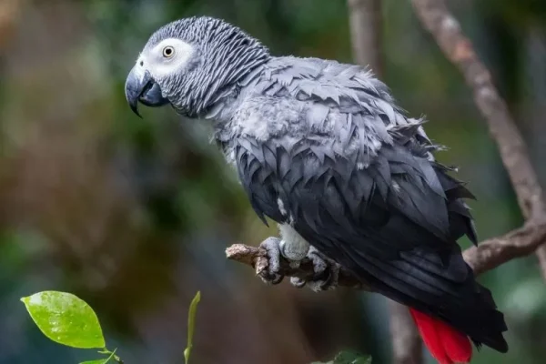 African grey parrot (Psittacus erithacus)