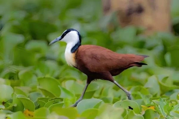 African jacana (Octophilornis africanus)
