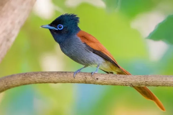 African paradise flycatcher (Terpsiphone viridis):