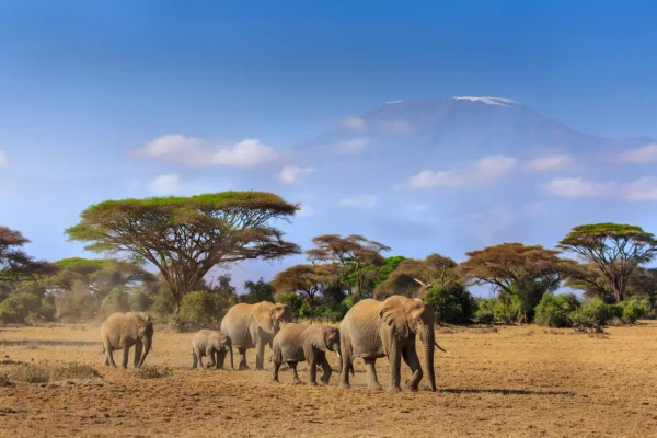 Amboseli-Ngorongoro-Serengeti-Kilimanjaro Itinerary