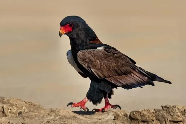 Bateleur (terathopitis ecamlatus)