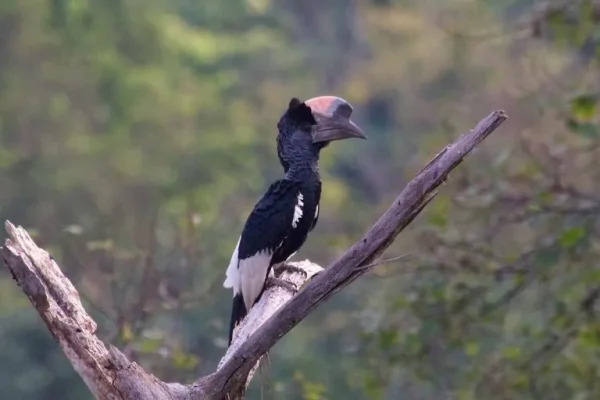 Black-and-white casqued hornbill (Bycanistes brevis)