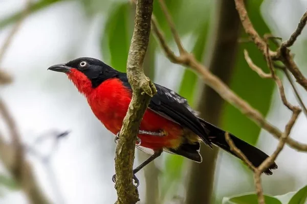 Black-headed gonolek (Laniarius erythrogaster)