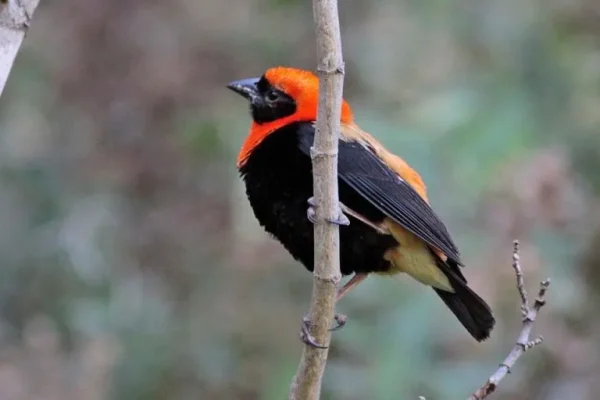 Black-winged red bishop (Euplectes hordeaceus)
