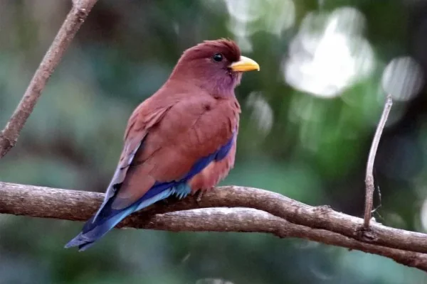 Broad-billed roller (Eurostymos glaucurus):