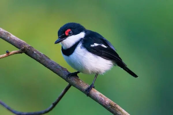 Brown-throated wattle-eye (Platysteira cyanea):