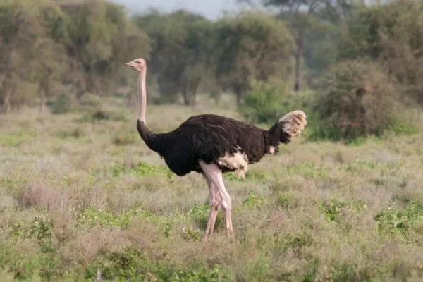 Common ostrich (Struthio camelus)