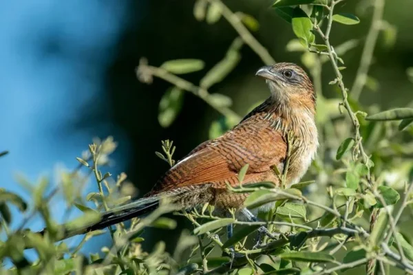 Coucals (Centropus spp):