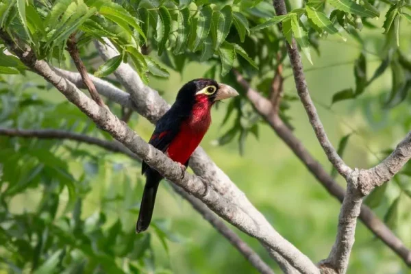 Double-toothed barbet (Lybius bidentatus)