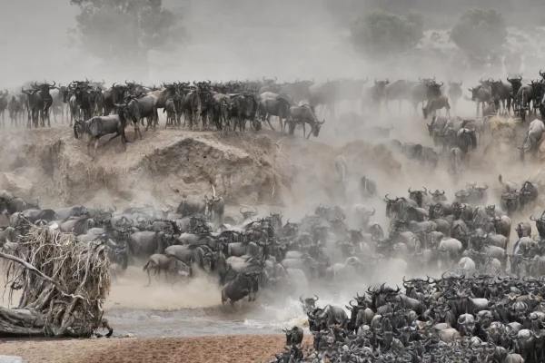 East Africa Safaris