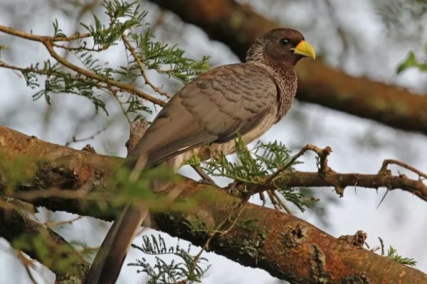 Eastern grey plantain-eater (Crinifer zonurus)