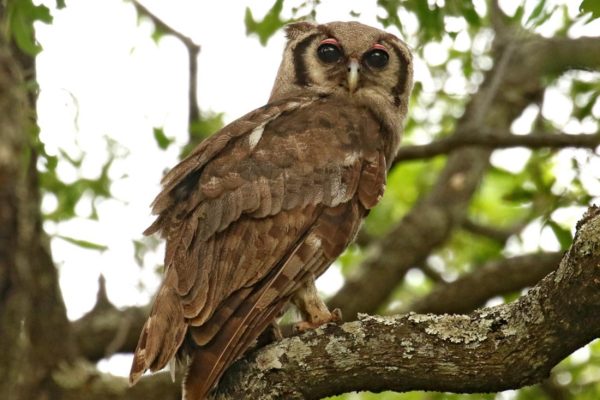 Entebbe Botanical Gardens birding