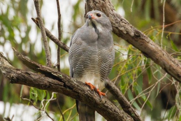 Entebbe Botanical Gardens birding