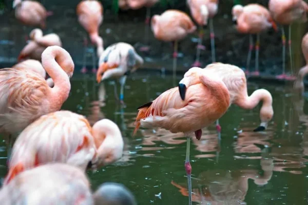 Flamingoes (Phoenicopterus spp)