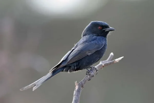 Fork-tailed drongo (Dicrurus absimilis)