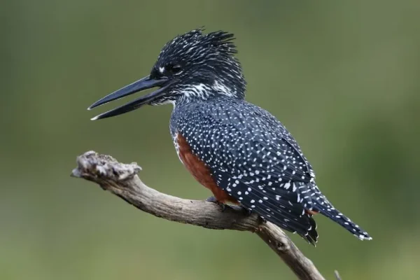 Giant kingfisher (Megaceryle maxima)
