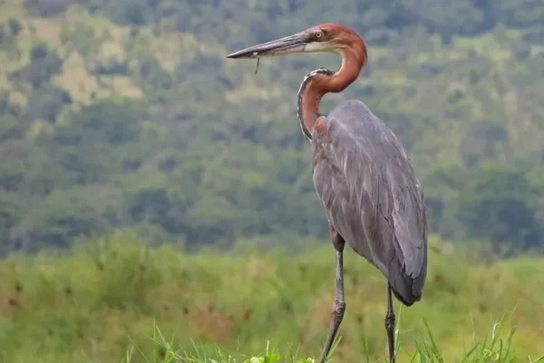 Goliath heron (Ardea Goliath)