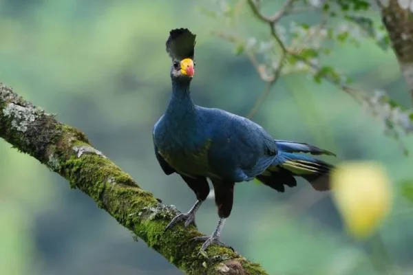Great blue turaco (Corythaeola cristata)