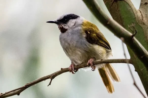 Grey-capped warbler (Eminia lepida):