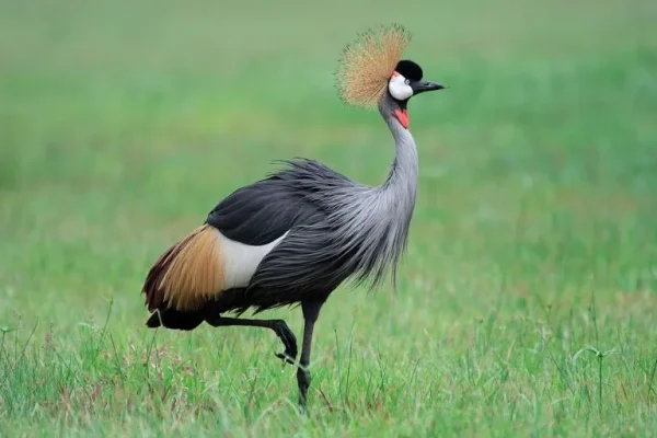 Grey crowned crane (Balearica regulorum)