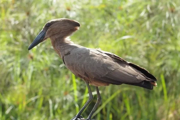 Hamerkop (Scopus umbretta)