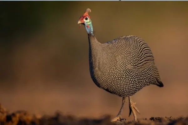 Helmeted guineafowl (Numida meleagris)