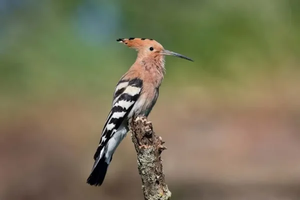 Hoopoe (Upupa epops):