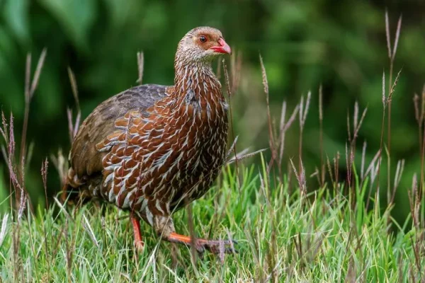 Jackson’s Francolin (Francolinus jackson)